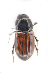 Chilothorax melanostictus