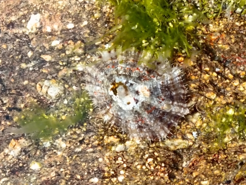 Patella caerulea