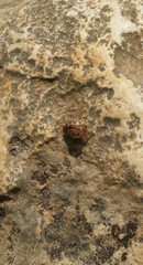 Zygogramma heterothecae