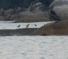 Vanellus cinereus