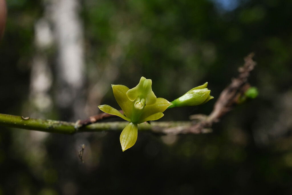 Epidendrum amphistomum; photograph (c) Anders Hastings, some rights reserved (CC BY)