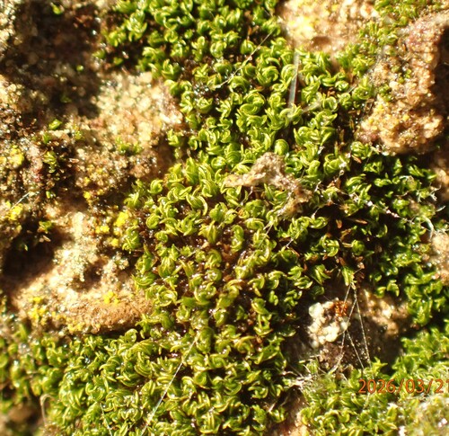 Pseudocrossidium revolutum, 2026-03-21