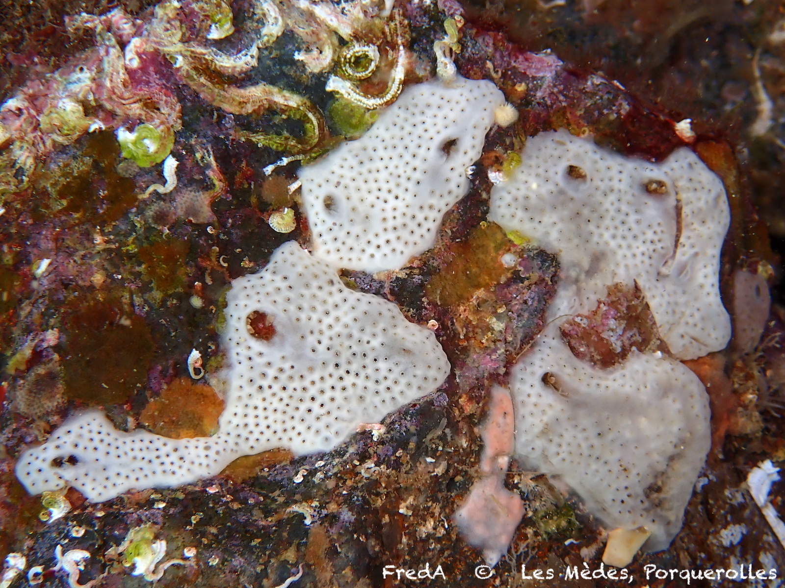 Lissoclinum perforatum (Giard, 1872)