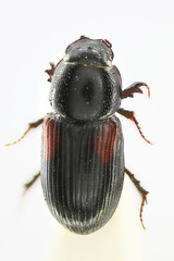 Nialus varians