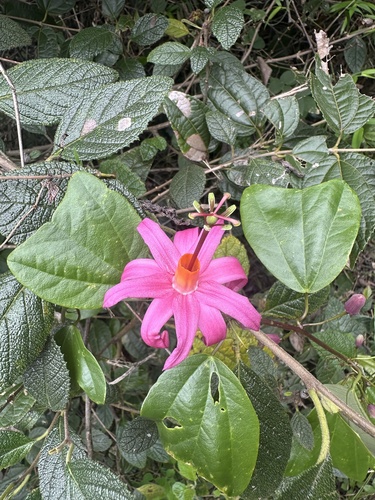 mountain love in the mist (Passiflora tulae)