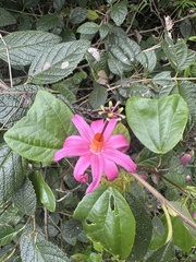 Passiflora tulae