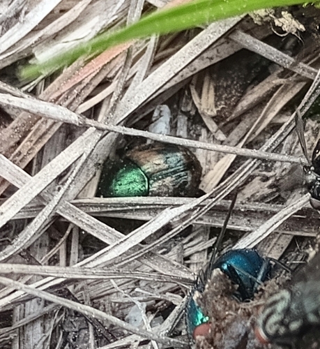 Onthophagus concinnus photo 4