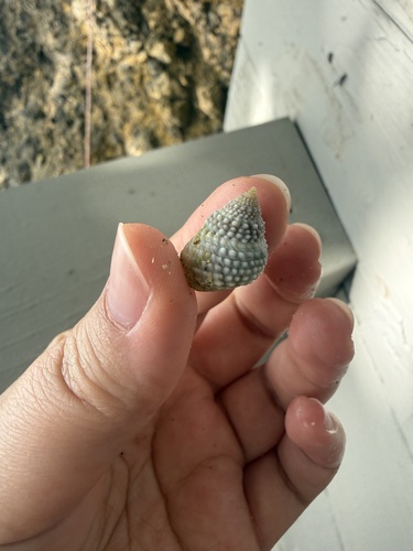 Cenchritis muricatus
