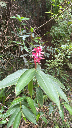 narciso colorado (Renealmia jamaicensis)
