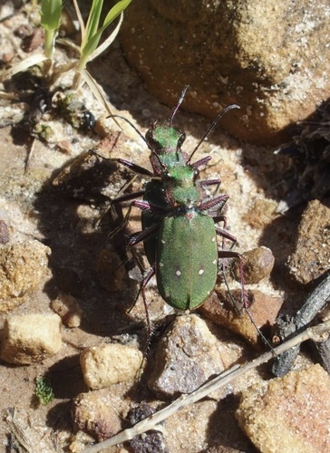 Cicindela campestris atlantis