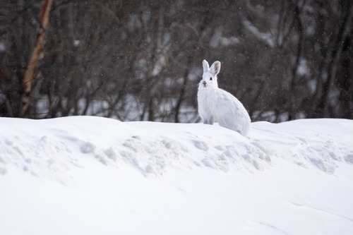 Snowshoe Hare