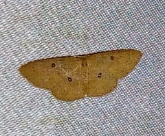 Cyclophora flavissima