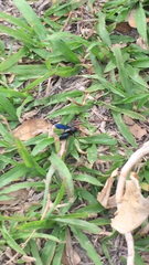 Scoliidae