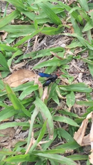 Scoliidae