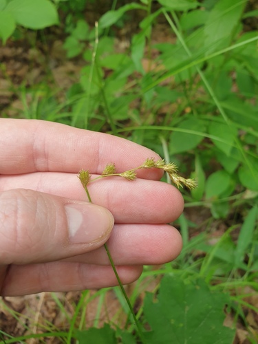 necklace sedge (Carex projecta)