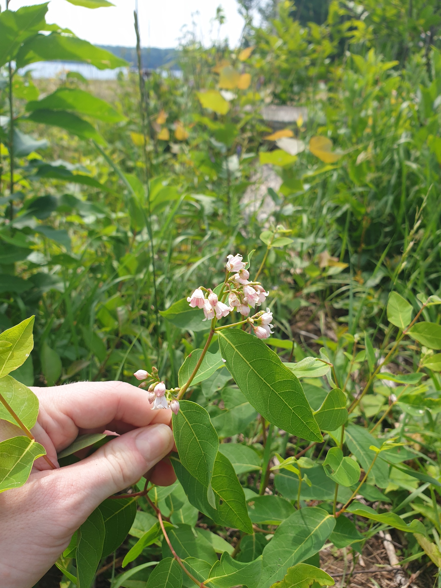 Spreading Dogbane (Apocynum androsaemifolium)