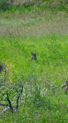 North American Mountain Lion photographed in Wyoming