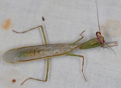 Pseudoxyops