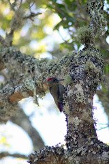 Chloropicus griseocephalus