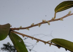 Alangium salviifolium