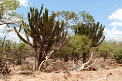 Neoraimondia herzogiana