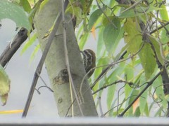 Picumnus innominatus