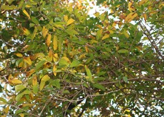 Alangium salviifolium