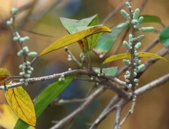 Alangium salviifolium