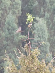 Pycnonotus xanthorrhous