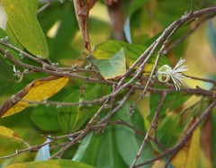 Alangium salviifolium