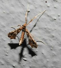 Lineodes