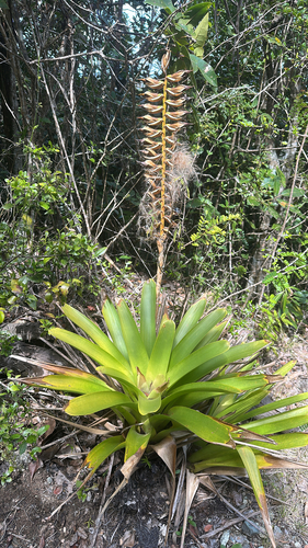 Vriesea macrostachya, photograph 5