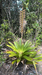 Vriesea macrostachya, photograph (c) Roger Rittmaster, some rights reserved (CC BY)