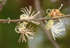 Alangium salviifolium