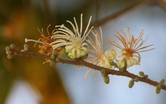 Alangium salviifolium