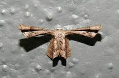 Antiplecta triangularis