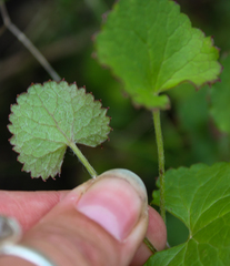 Centella callioda