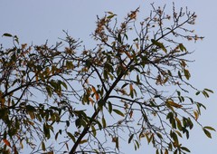 Alangium salviifolium