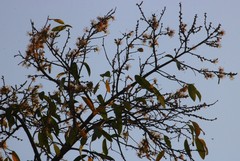 Alangium salviifolium