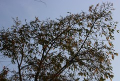 Alangium salviifolium