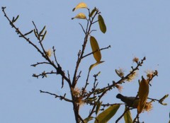 Alangium salviifolium