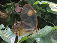 Haetera piera