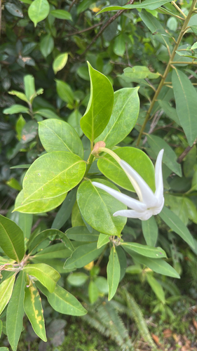 Giant Bell (Hillia parasitica)