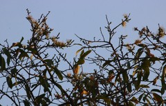 Alangium salviifolium