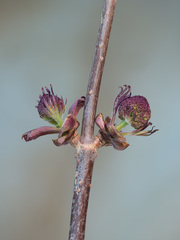 Sambucus racemosa