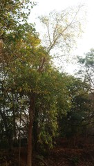 Alangium salviifolium