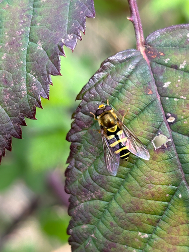 Unknown species found near Marion County, US-OR, US