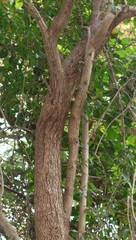 Alangium salviifolium