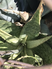 Aloe greatheadii