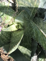 Aloe greatheadii